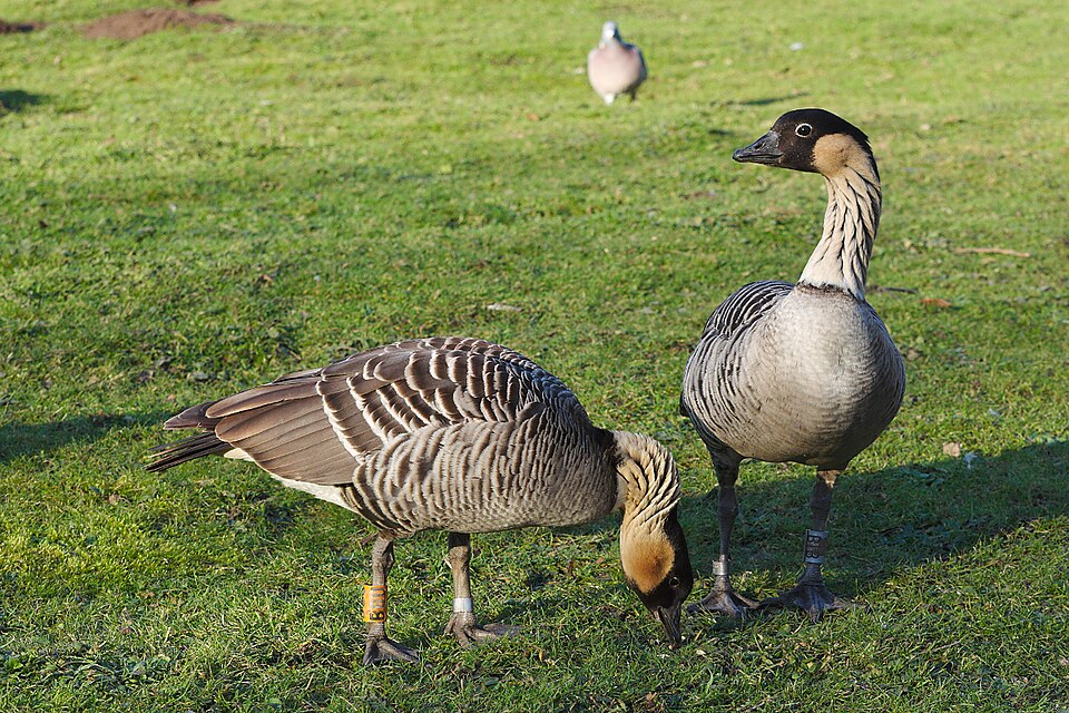 Slimbridge Wetland Centre