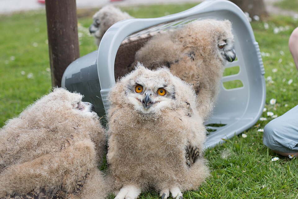 Screech Owl Sanctuary